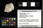 Foto (Objekt + Etiketten) von ? Goniodromites sp. 